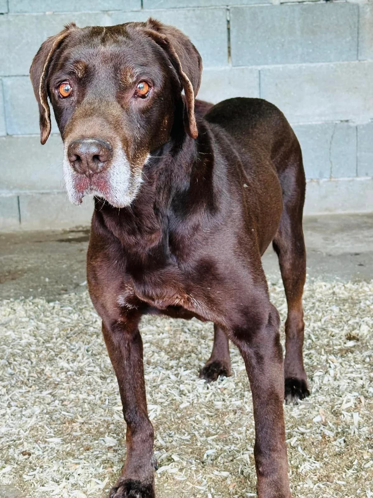 Rambo, male senior Vizsla for adoption at Rex Komárom