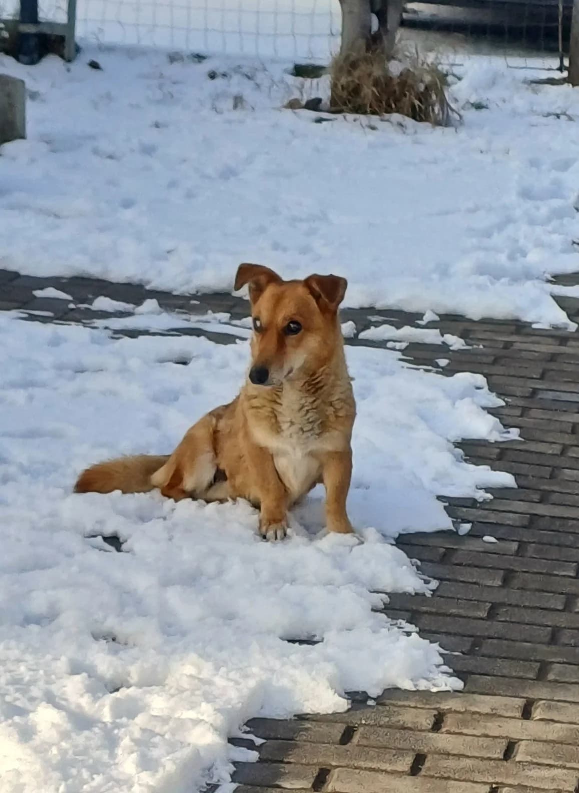 Simike, male senior mixed breed for adoption at Rex Komárom