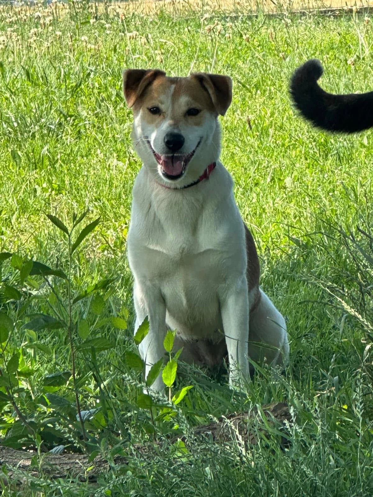 Szandika, female 4yo mixed breed for adoption at Rex Komárom