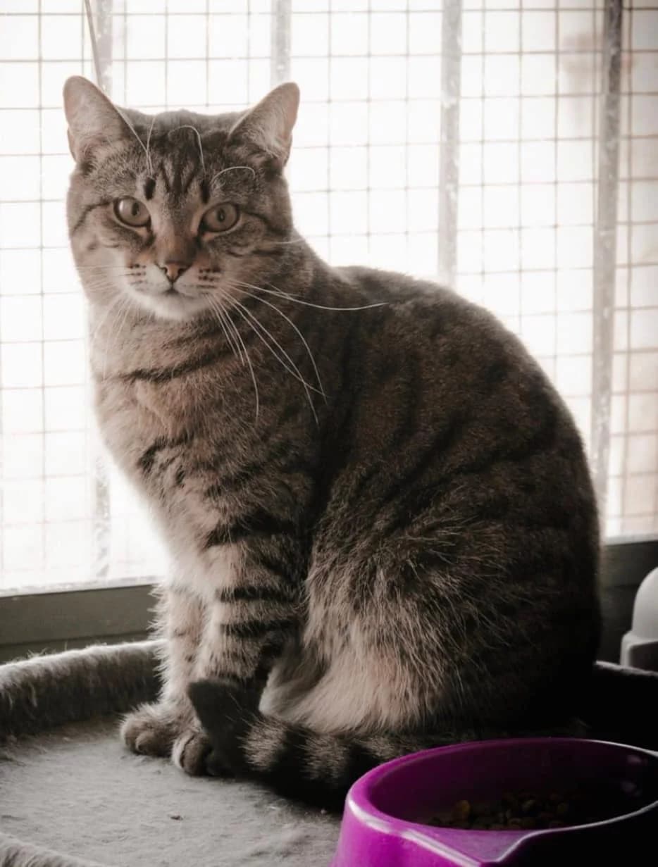 Szende, female 6yo mixed breed for adoption at Rex Komárom