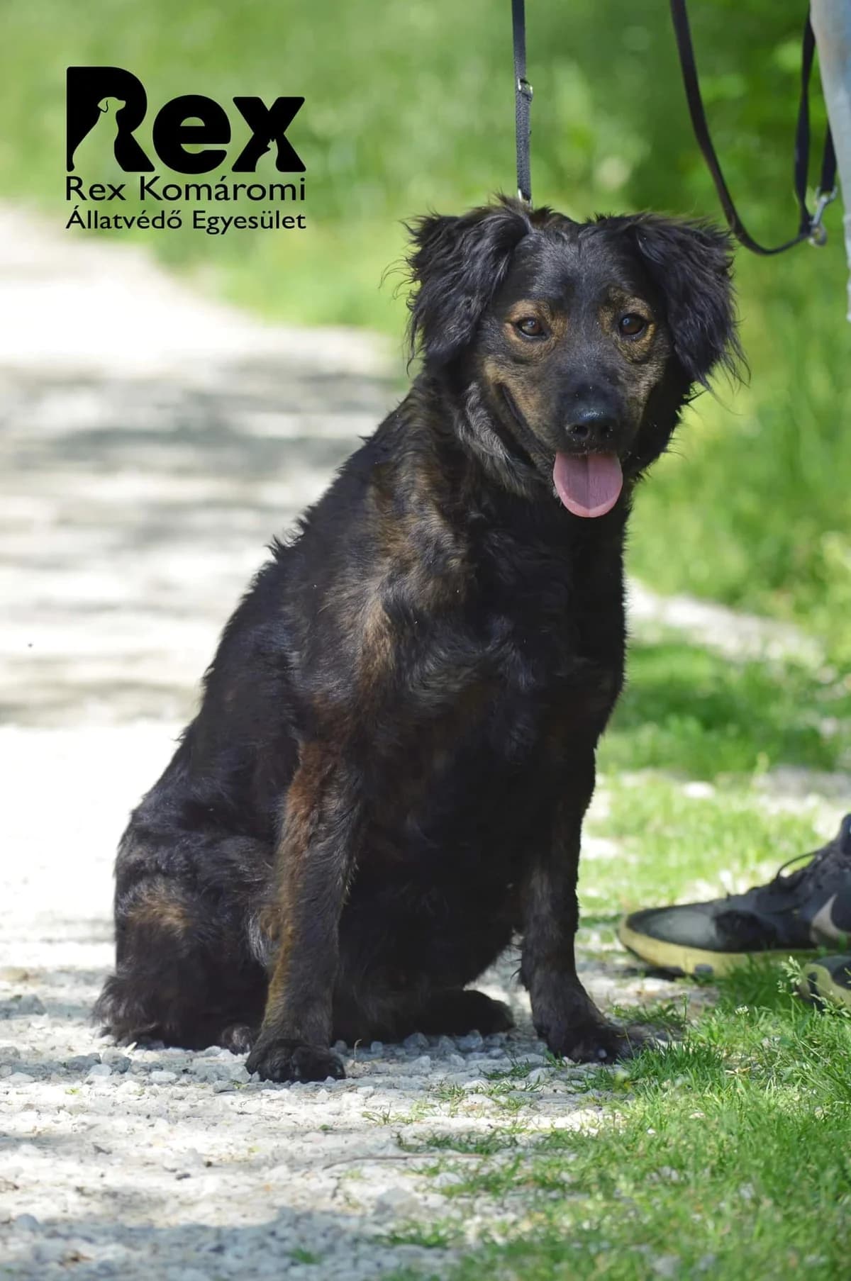 Teo, male 7yo mixed breed for adoption at Rex Komárom