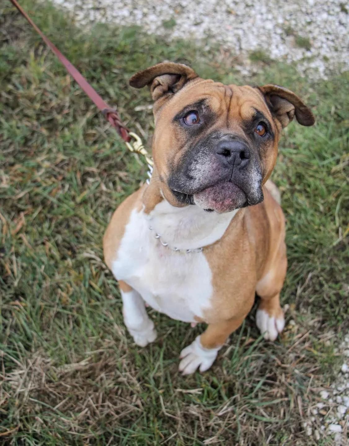 Tündér Bella, female senior mixed breed for adoption at Rex Komárom