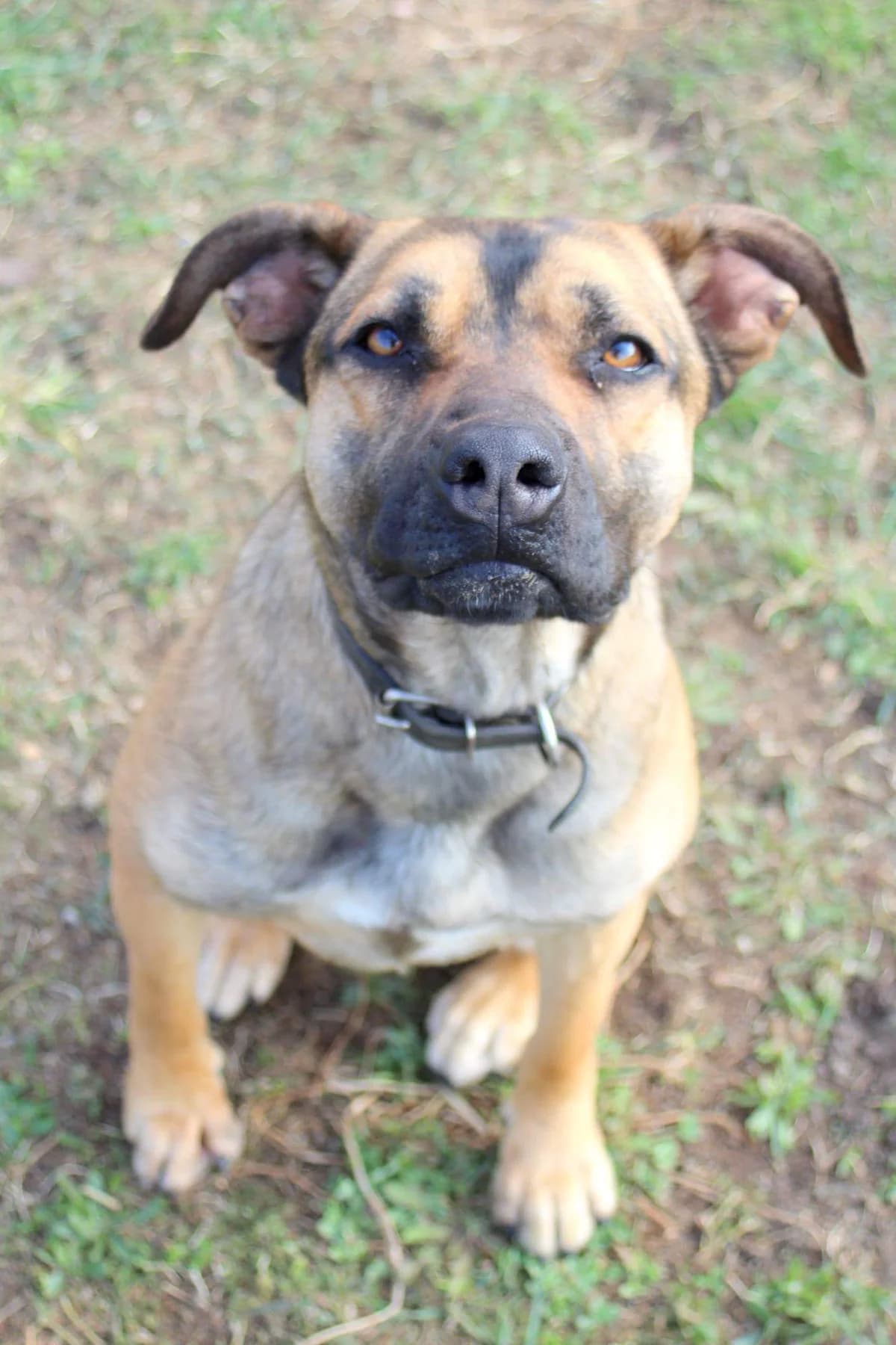 Vinny, female senior mixed breed for adoption at Rex Komárom