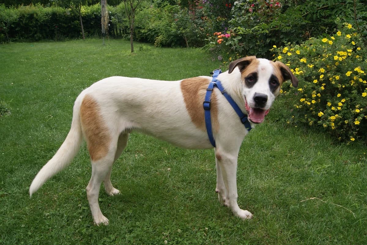 Alfa, male senior Mixed Breed for adoption at Spániel Mentés Magyarország
