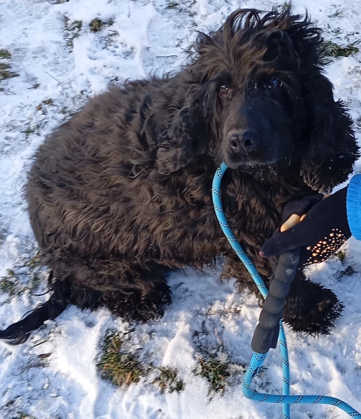 Mása királylány, senior Mixed Breed for adoption at Spániel Mentés Magyarország