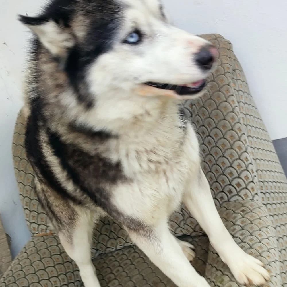 Diegó-közvetített, male senior Husky for adoption at description