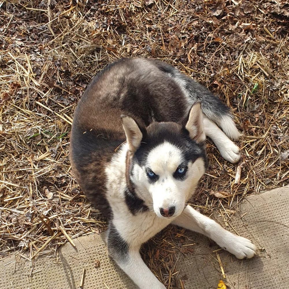 Kyra-közvetített, female 3yo Husky for adoption at description