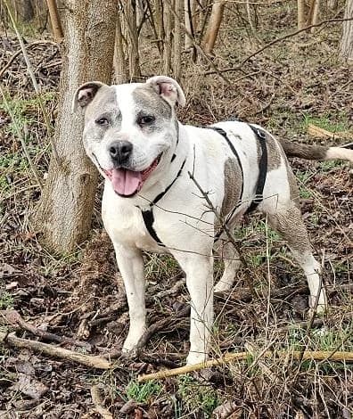 Inárcsi Gina, szürke-fehér female 6yo Staffordshire Bull Terrier for adoption at Szent Ferenc Állatotthon