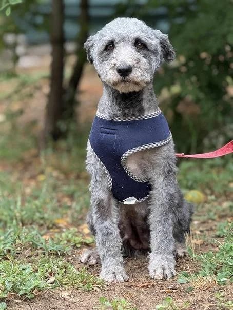 Dabasi Saci, szürke female 6yo mixed breed for adoption at Szent Ferenc Állatotthon