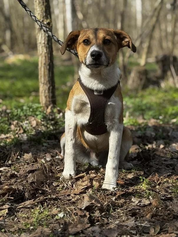 Borsodi Bendő, barna-fehér male puppy mixed breed for adoption at Szent Ferenc Állatotthon