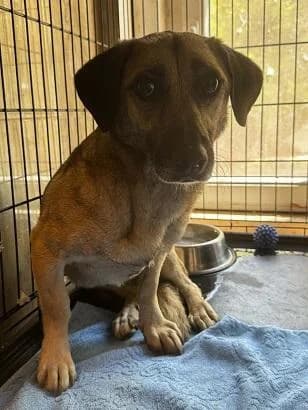 Ro. Sisi, ordas female young mixed breed for adoption at Szent Ferenc Állatotthon