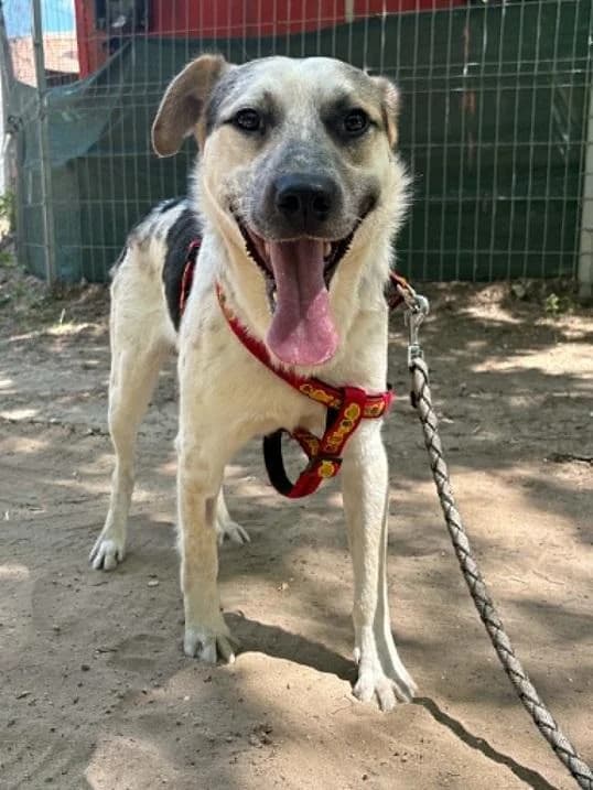 Nyíradonyi Kroki, trikolór male 3yo mixed breed for adoption at Szent Ferenc Állatotthon