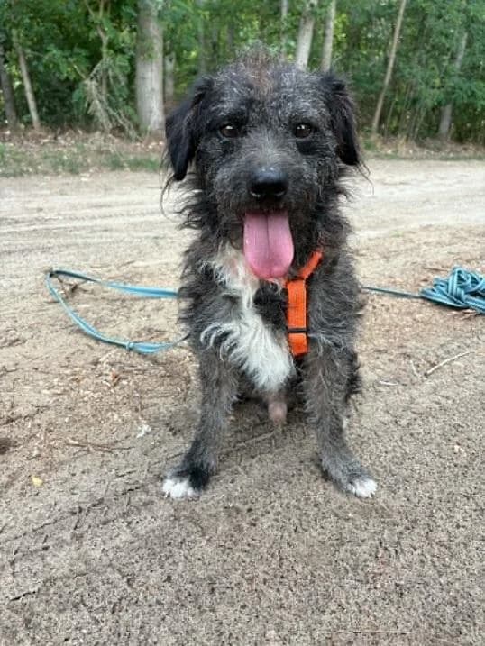 Szikszói Aperol, szürke male young mixed breed for adoption at Szent Ferenc Állatotthon