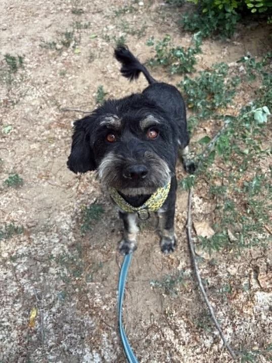 Dabasi Zinnia, fekete-cser female 3yo mixed breed for adoption at Szent Ferenc Állatotthon