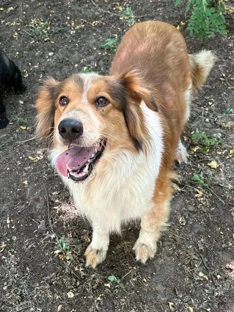 Gyáli Mimi, barna-fehér female 6yo mixed breed for adoption at Szent Ferenc Állatotthon