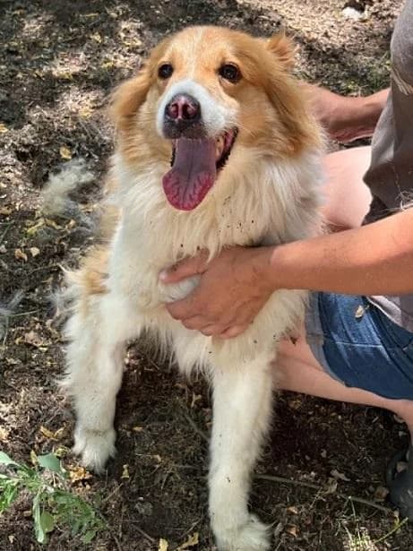 Gyáli Málna, barna-fehér female 6yo mixed breed for adoption at Szent Ferenc Állatotthon