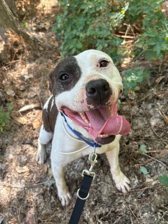 Ócsai Melody, barna-fehér female 4yo Staffordshire Bull Terrier for adoption at Szent Ferenc Állatotthon