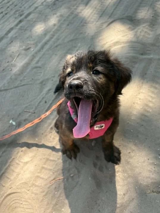 Dabasi Nuka, barna male puppy mixed breed for adoption at Szent Ferenc Állatotthon