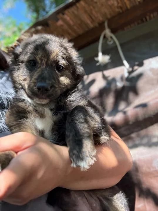 Dabasi Zsálya, barna female puppy mixed breed for adoption at Szent Ferenc Állatotthon