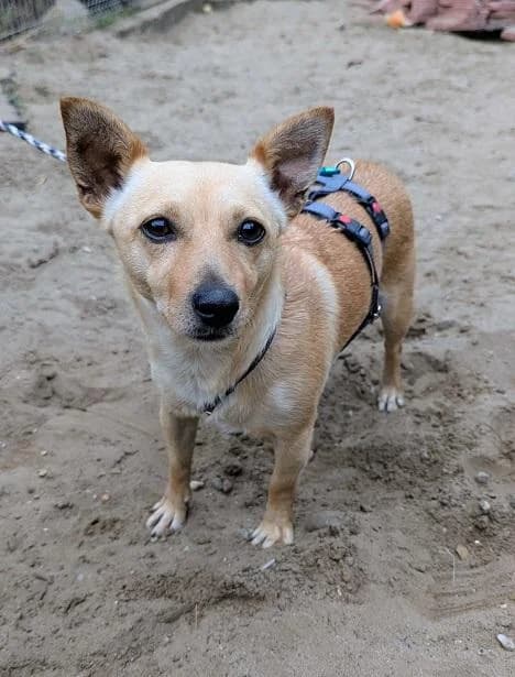 Alsópakonyi Nessa, zsemle female 3yo mixed breed for adoption at Szent Ferenc Állatotthon