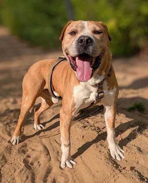 Bugyisi Tapi, barna male 3yo Staffordshire Bull Terrier for adoption at Szent Ferenc Állatotthon
