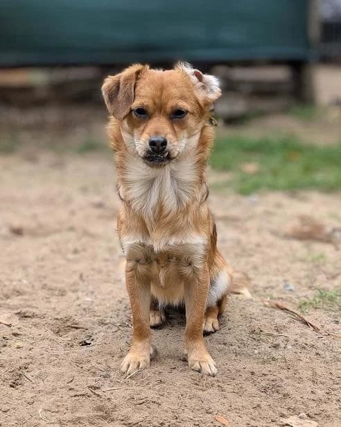 RO. Holly, barna female young mixed breed for adoption at Szent Ferenc Állatotthon