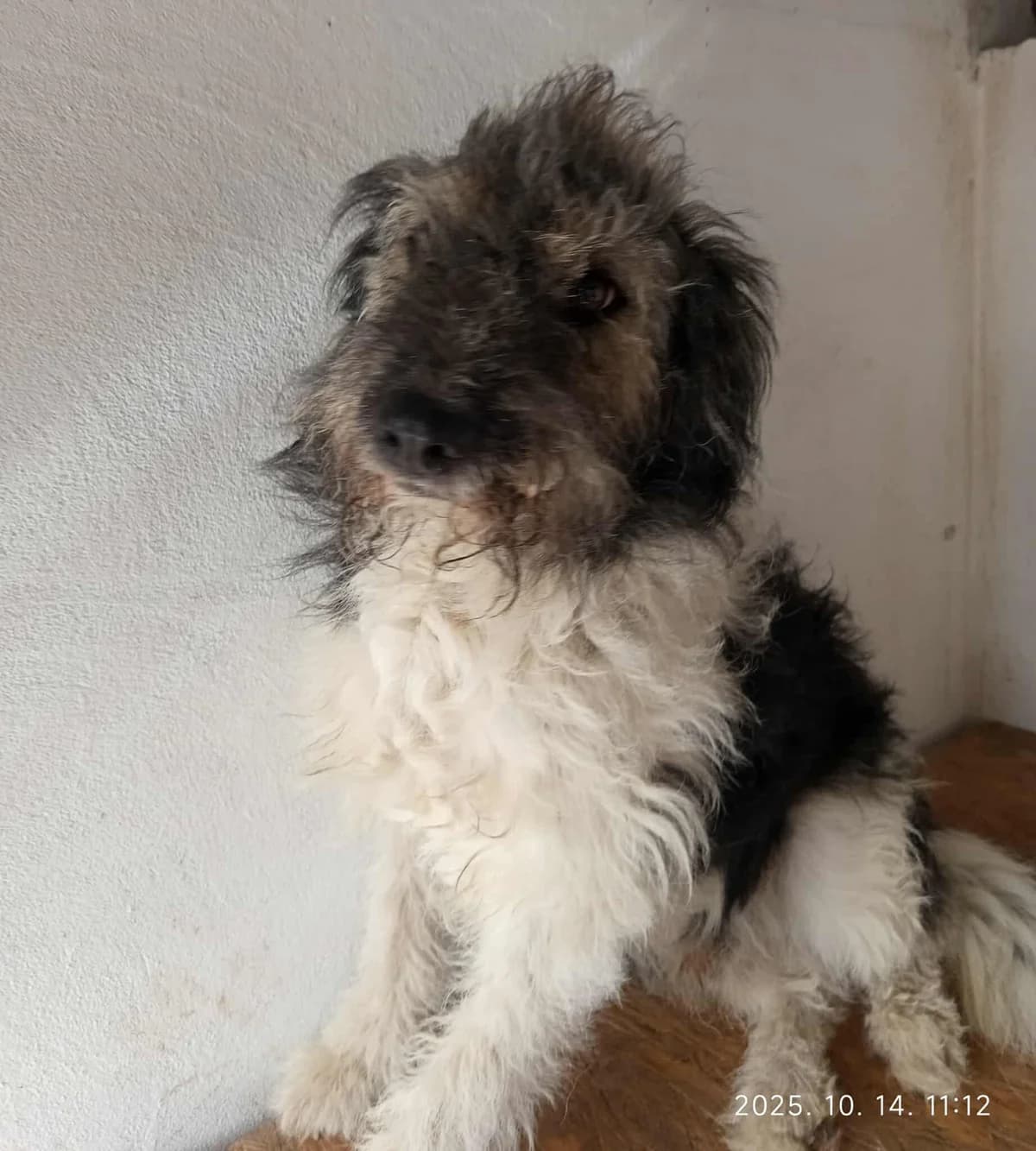 Silver, male mixed breed for adoption at Szarvas Kóbor és Elveszett Kutyáiért Egyesület