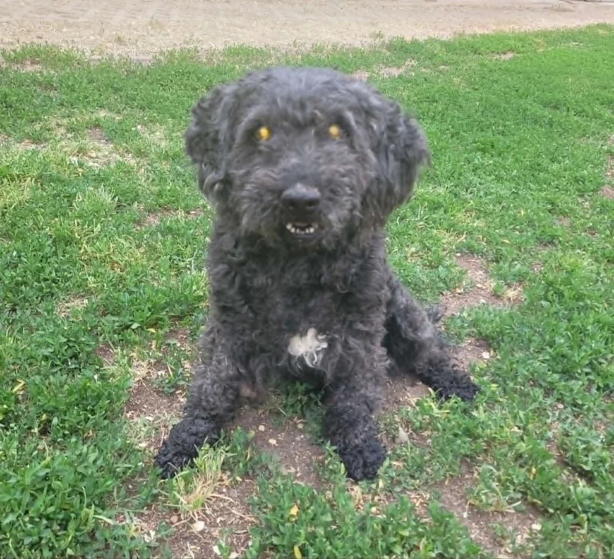 Dömötör Bácsi💕, Mixed Breed for adoption at Szarvas Kóbor és Elveszett Kutyáiért Egyesület