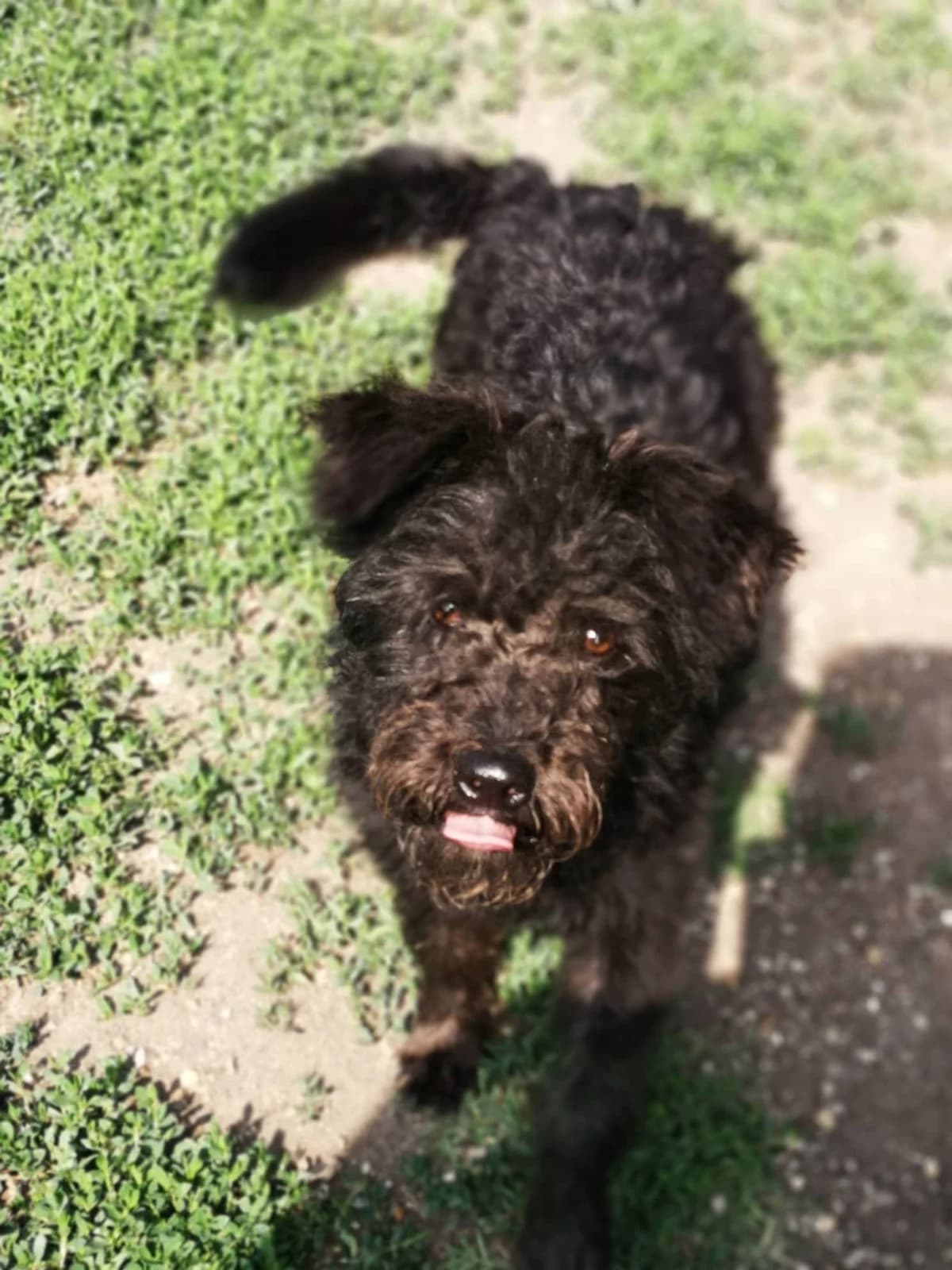 Zserbó, male mixed breed for adoption at Szarvas Kóbor és Elveszett Kutyáiért Egyesület