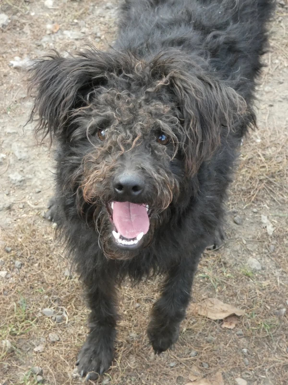 Zserbó, male mixed breed for adoption at Szarvas Kóbor és Elveszett Kutyáiért Egyesület