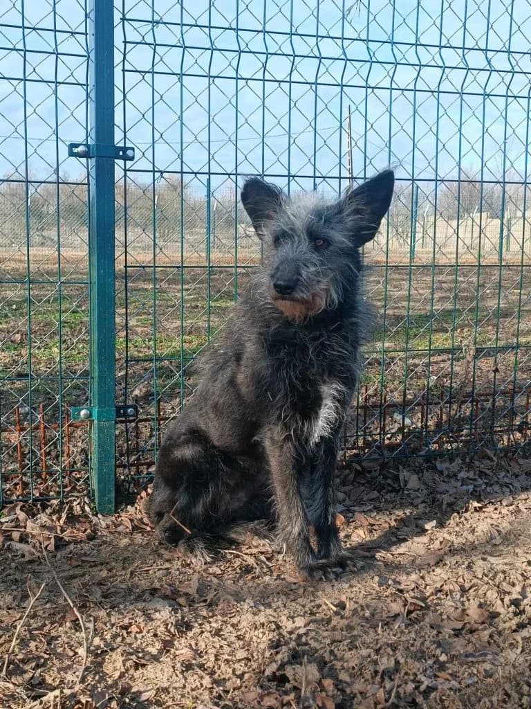 Aida, female Mixed Breed for adoption at Szolnok Városi Állatotthon