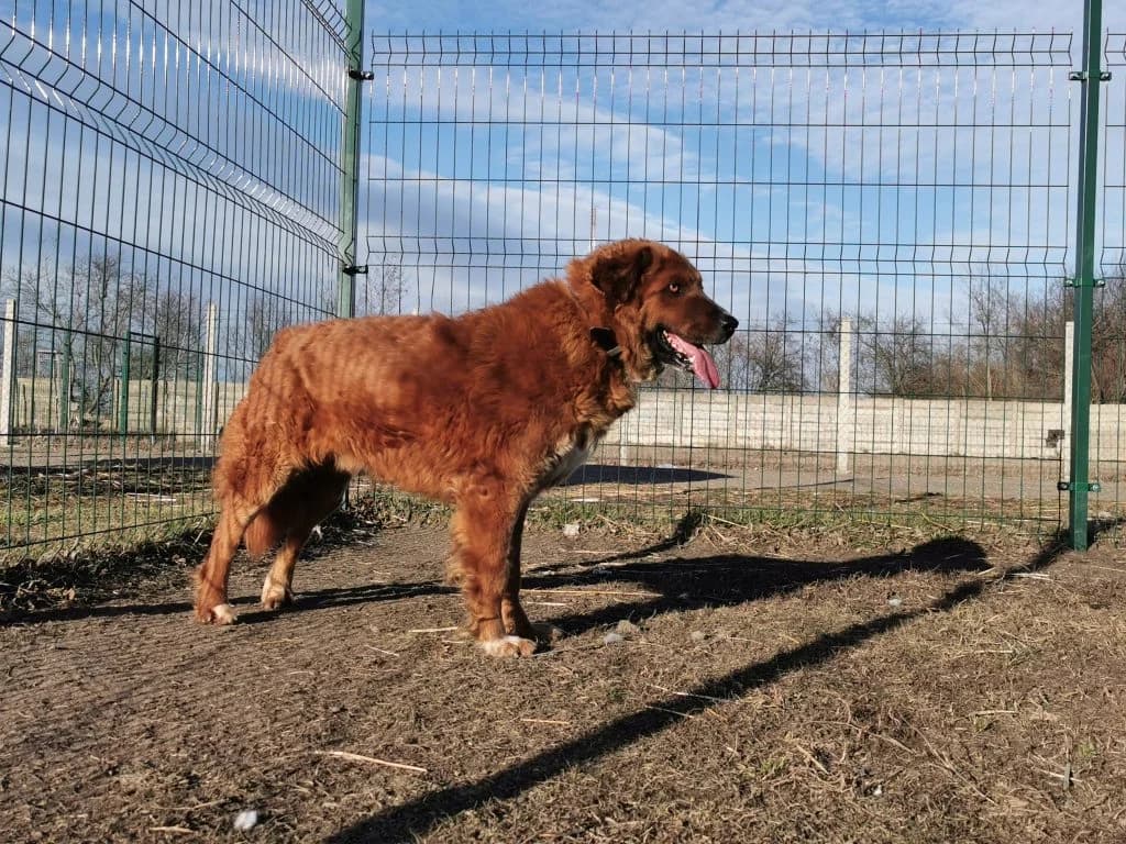 Bogyó, male Mixed Breed for adoption at Szolnok Városi Állatotthon