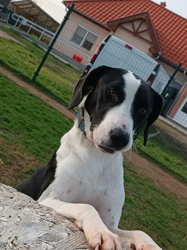 Edgar, male Mixed Breed for adoption at Szolnok Városi Állatotthon
