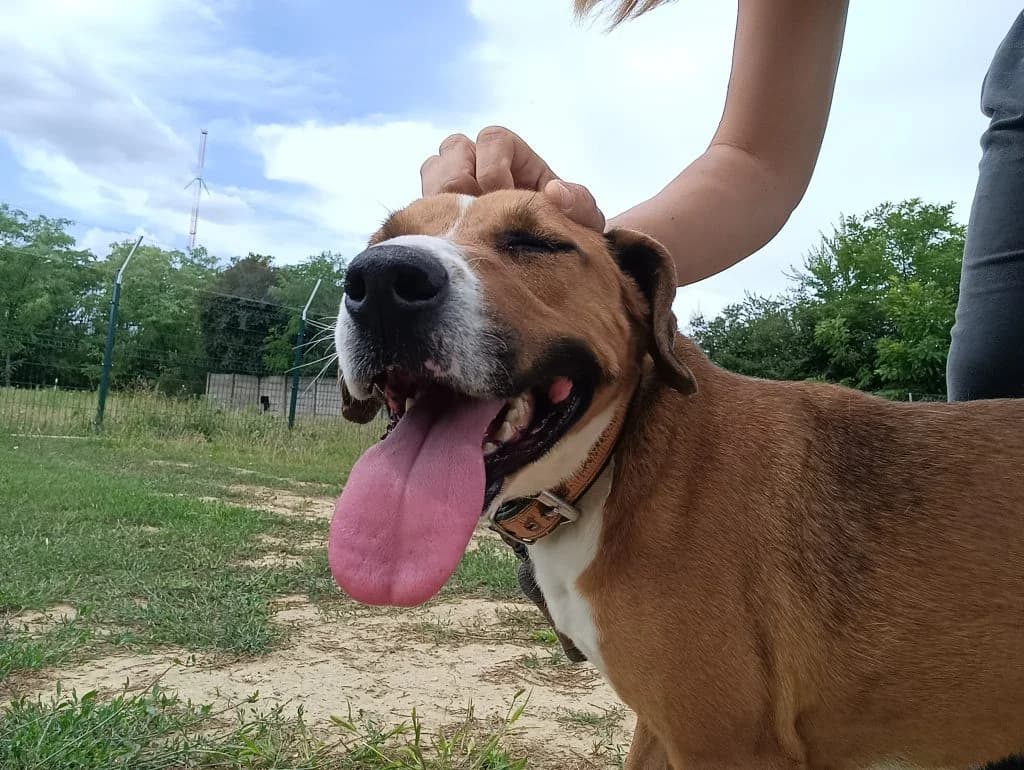 Emma, female Mixed Breed for adoption at Szolnok Városi Állatotthon