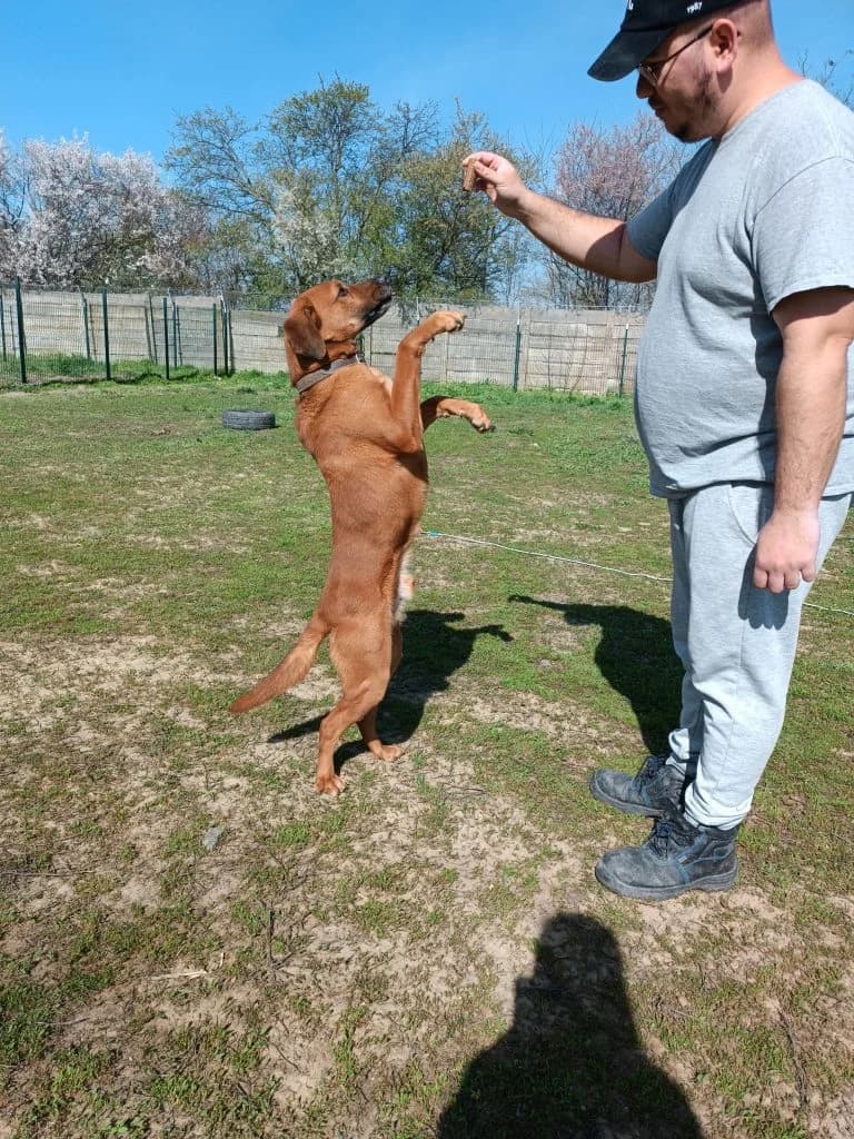 Félix, male Mixed Breed for adoption at Szolnok Városi Állatotthon