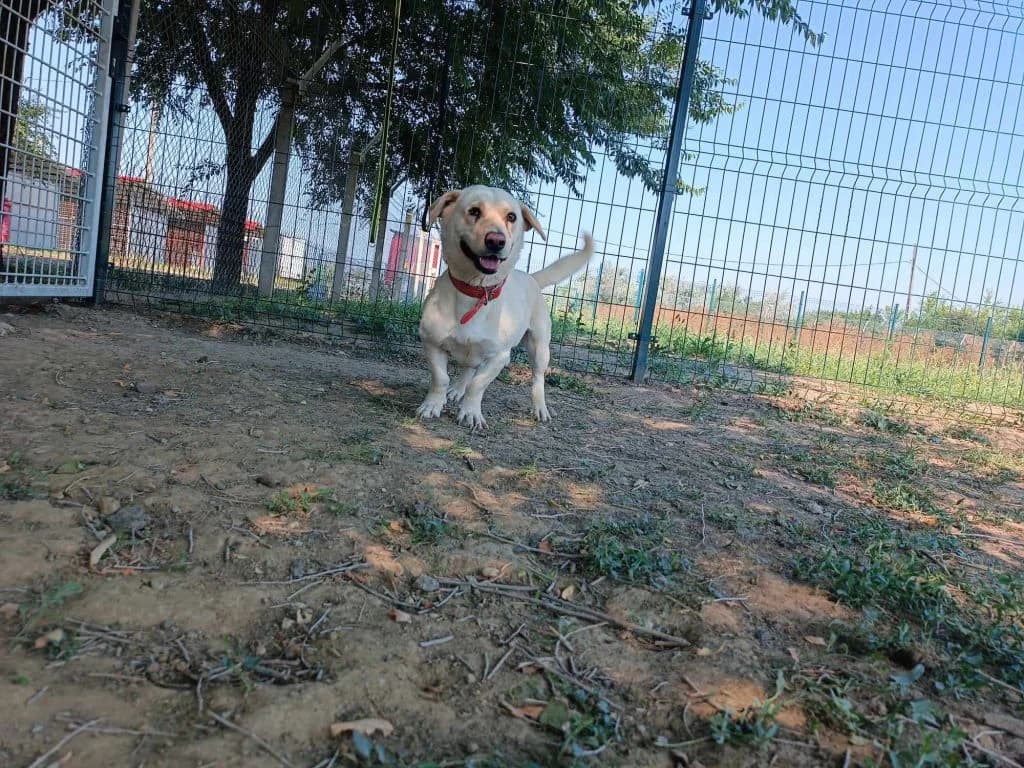 Fürge, male Mixed Breed for adoption at Szolnok Városi Állatotthon