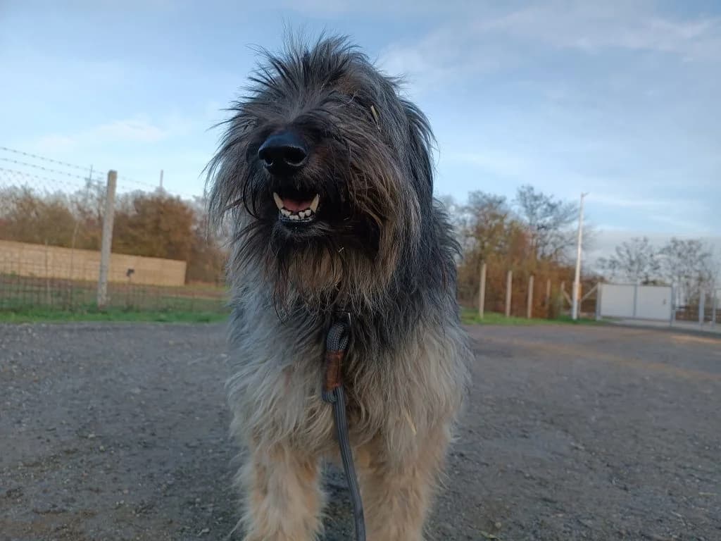 Kis Maci, male Mixed Breed for adoption at Szolnok Városi Állatotthon