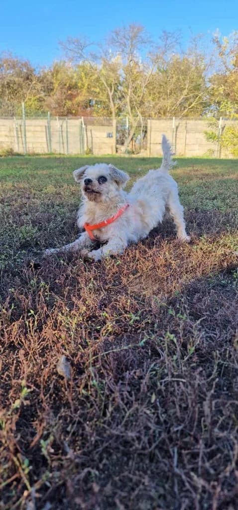 Latte, female Mixed Breed for adoption at Szolnok Városi Állatotthon