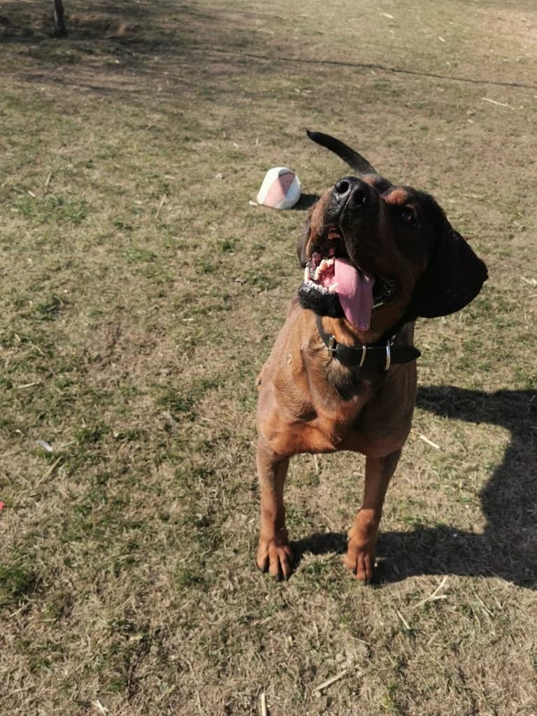 Léna, female Mixed Breed for adoption at Szolnok Városi Állatotthon