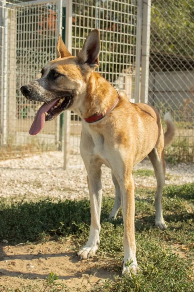 Sirius, male Mixed Breed for adoption at Szolnok Városi Állatotthon