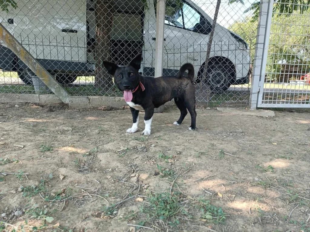Zizi, female Mixed Breed for adoption at Szolnok Városi Állatotthon