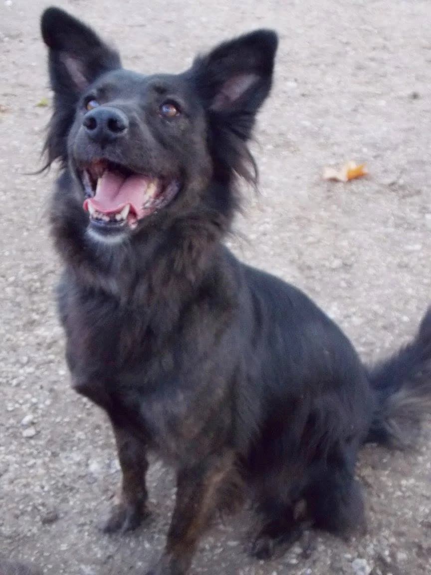 Lüszy, female senior mixed breed for adoption at Tappancs Állatotthon Alapítvány