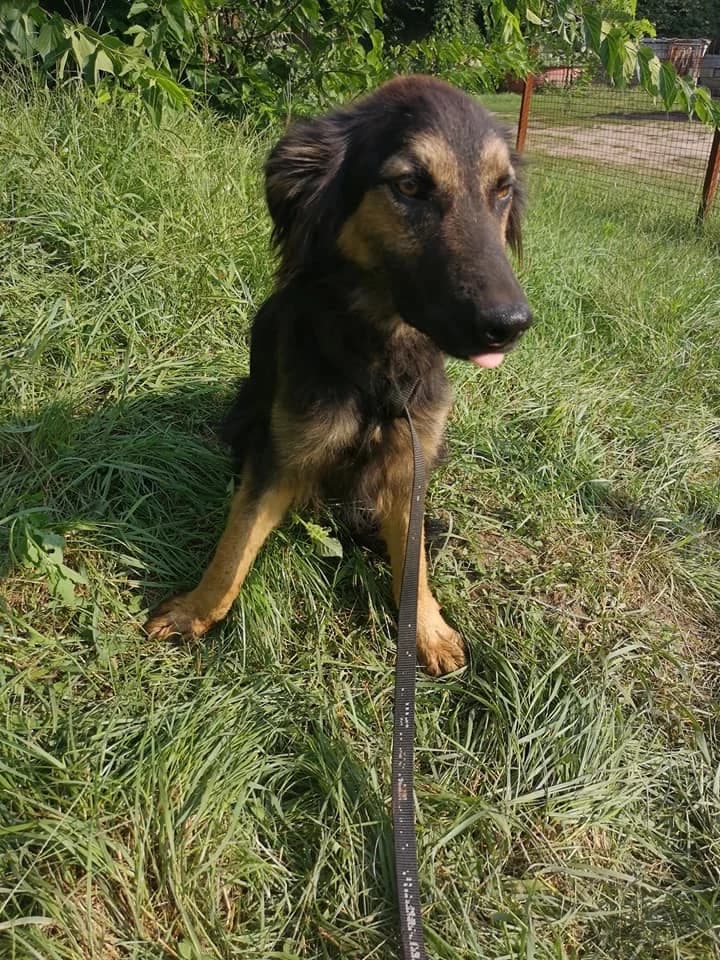 Szikra, female senior mixed breed for adoption at Tappancs Állatotthon Alapítvány
