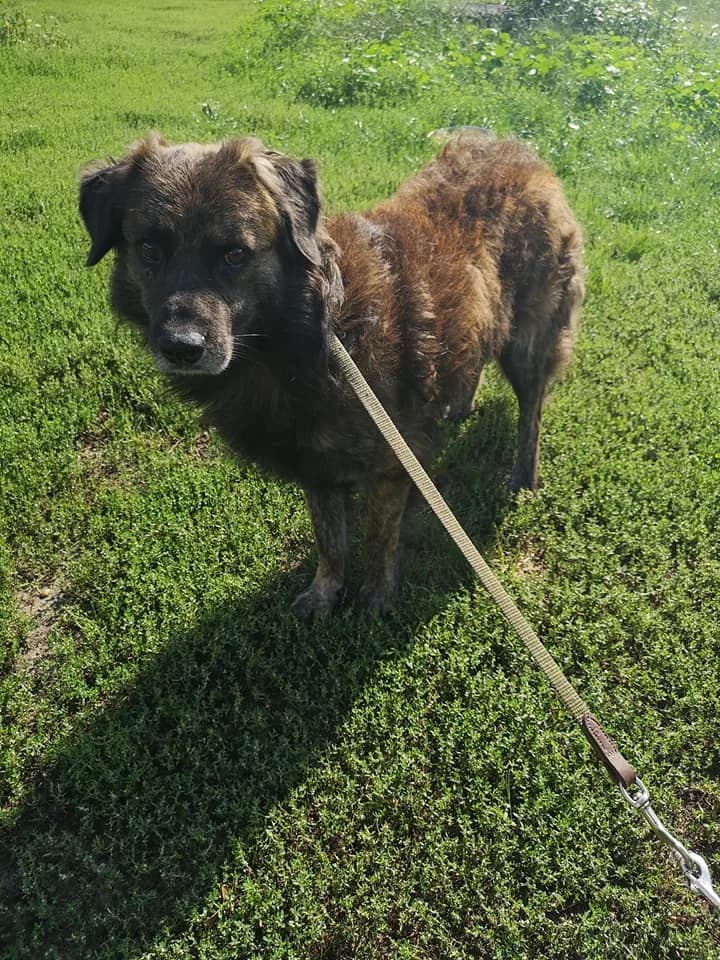 Keszeg, male senior mixed breed for adoption at Tappancs Állatotthon Alapítvány