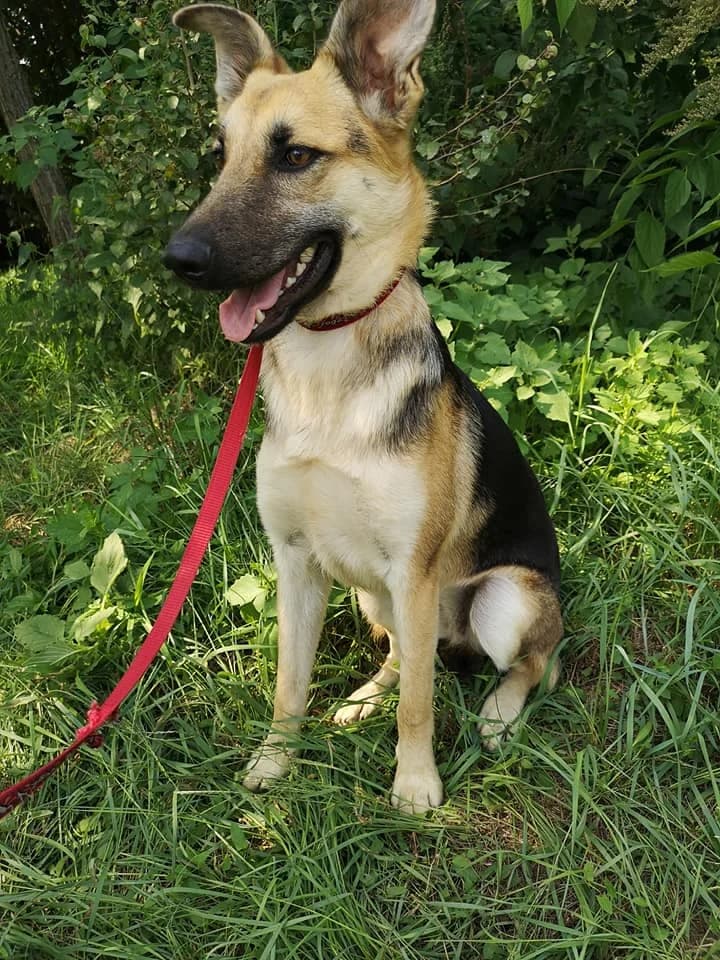 Saci, female senior mixed breed for adoption at Tappancs Állatotthon Alapítvány