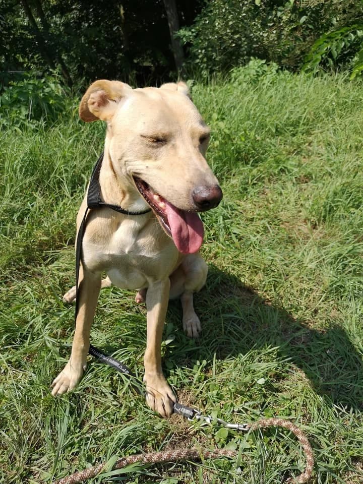 Frici, male senior mixed breed for adoption at Tappancs Állatotthon Alapítvány