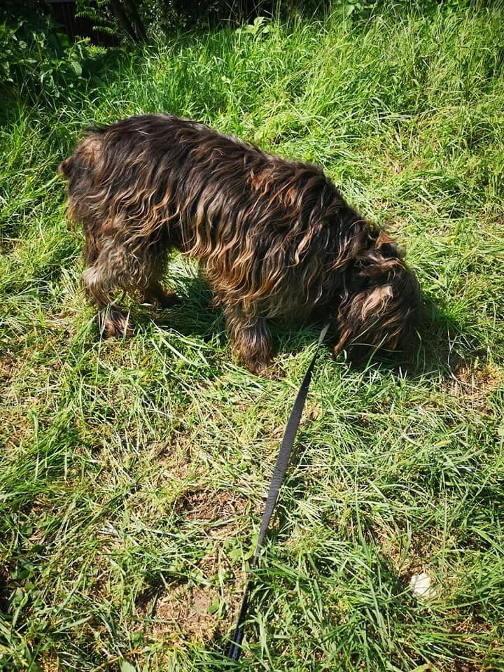 Fidel, male senior mixed breed for adoption at Tappancs Állatotthon Alapítvány