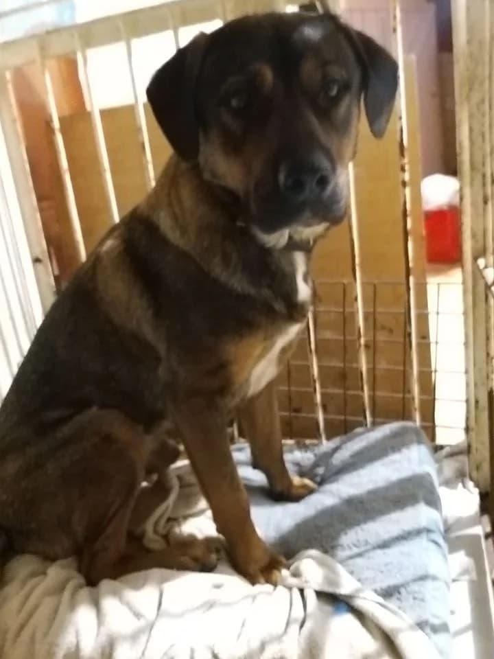 Tappancs, male young mixed breed for adoption at Tappancs Állatotthon Alapítvány