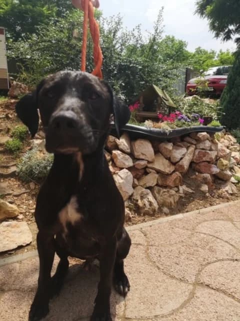 Lucifer, male 4yo mixed breed for adoption at Tappancs Állatotthon Alapítvány