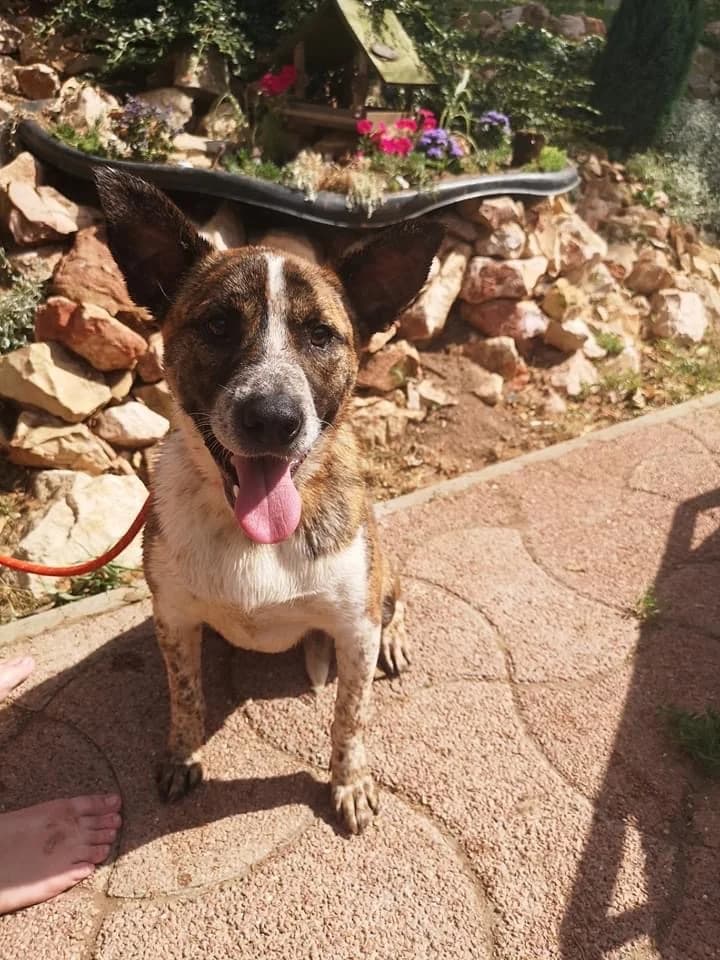 Csiki, male young mixed breed for adoption at Tappancs Állatotthon Alapítvány